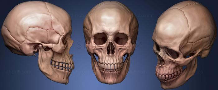 3D модель Человеческий Женский Череп (STL)